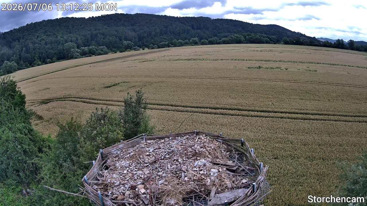 Live webcam view of Föhrste Stork Nest Cam