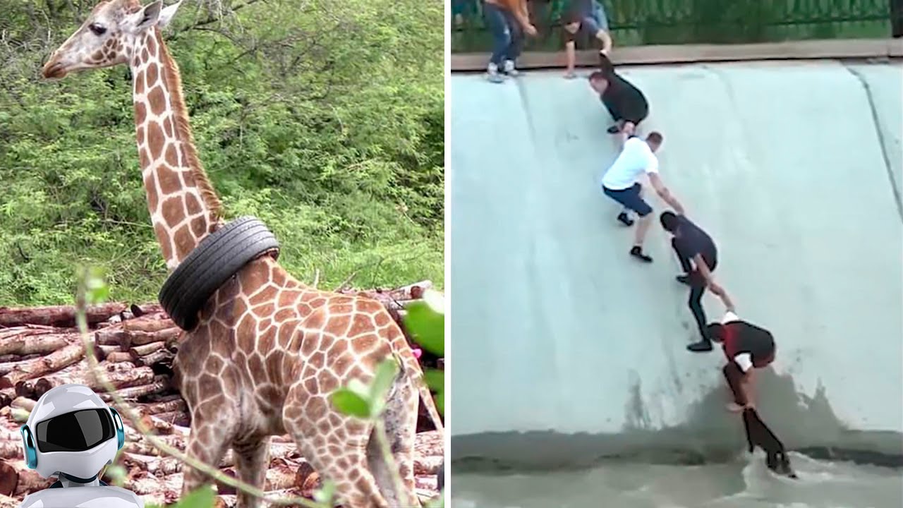 Спасение диких животных попавших в беду. Мужчина в воде спасает косулю фото. Видео спас животных. Взаимопомощь среди животных. Видео спас животных.