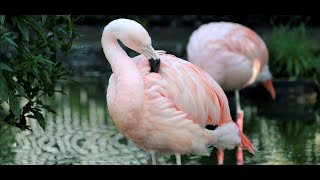 Nature Of The Game (Christopher Cross) Cover by Keri.dk