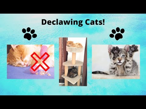 Is Declawing good for Cats? |  Declawing your cat | PetInfoWorld
