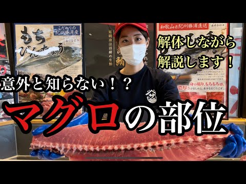 赤身 (Argyrosomus regius)