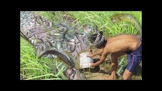 Amazing boys catching a lot of fish | Khmer Fishing 2017 Fish field