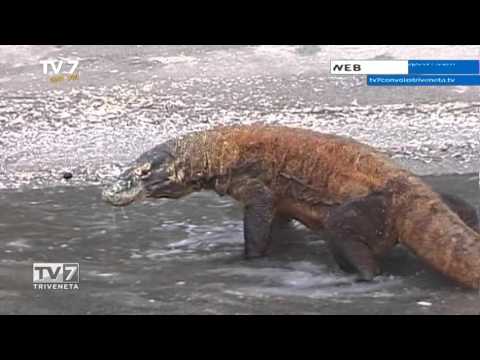 Tv7 con Voi del 29/10/2015 - Andiamo a Komodo (1 di 3)