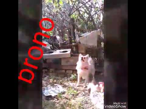 playing with dog. Great memories || Japanese sqitz dog