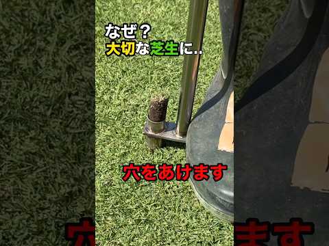 美しい芝生のアドバイス 実践的なヒント 芝刈り