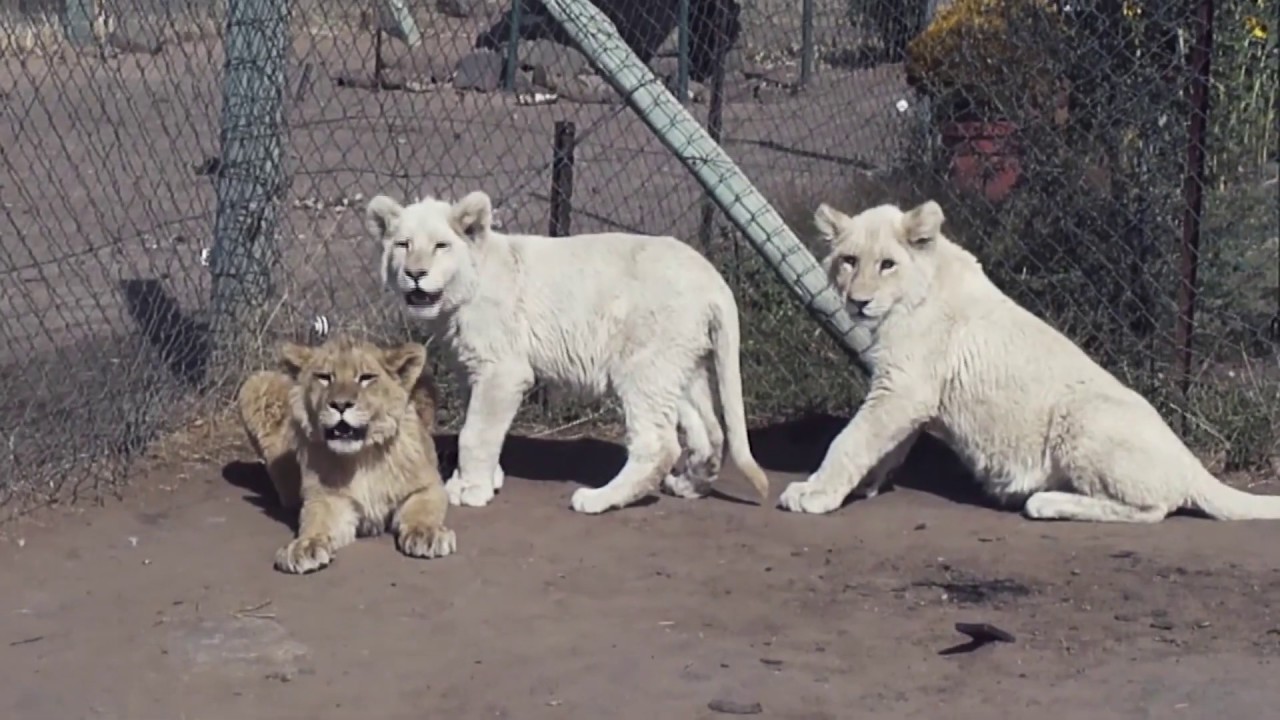 Should Lions be Bred for the Bullet | Blood Lions®