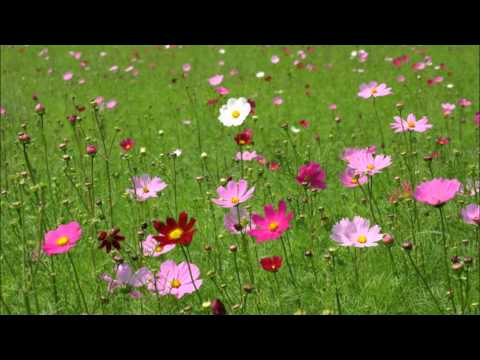 Kabyar ma mee sar ma pe ကဗ်ာမမီစာမပီ