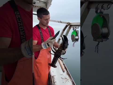 メイン州では大型のロブスターが繁殖のために保護されています。