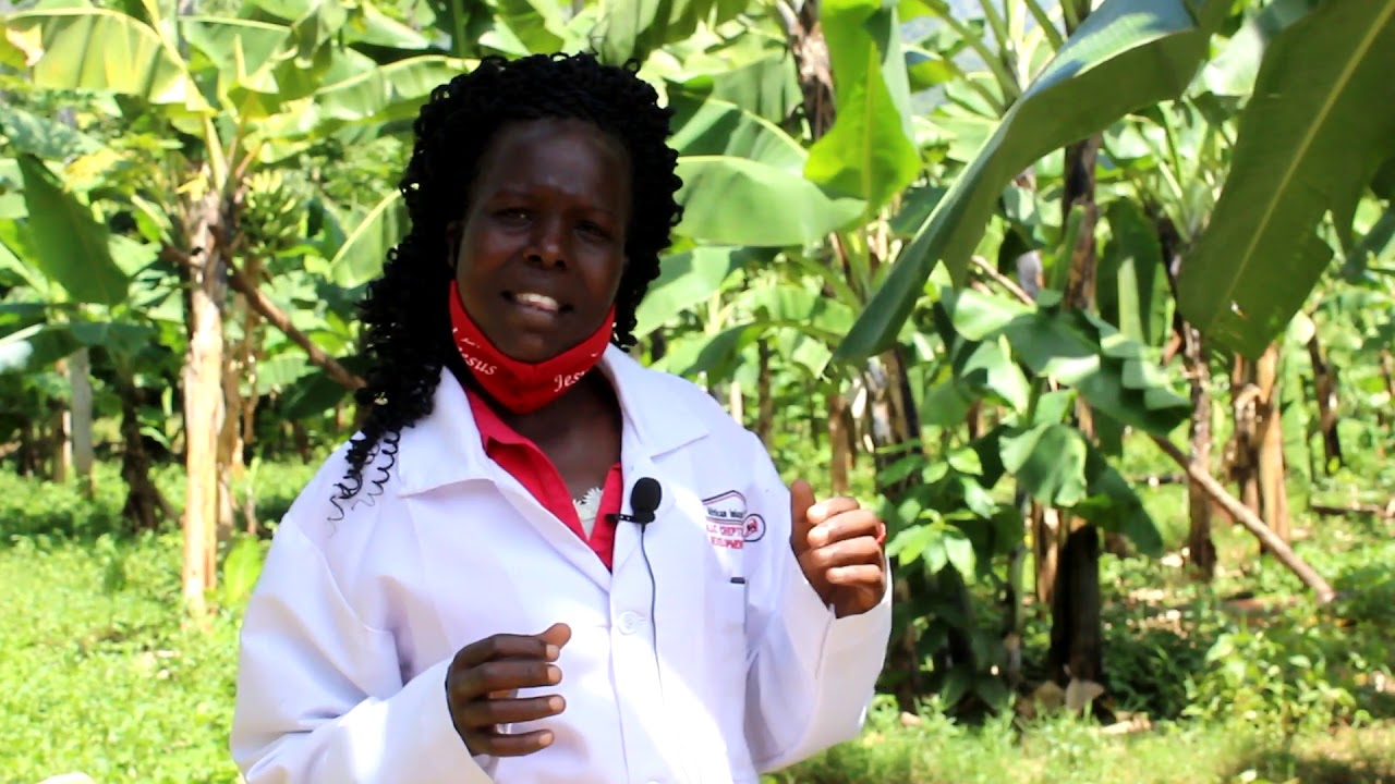 Tissue Culture Banana Production at Cheptebo