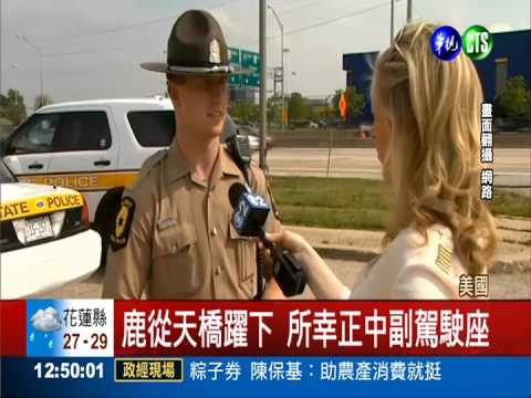 高速公路上開車 "飛鹿"竟從天降