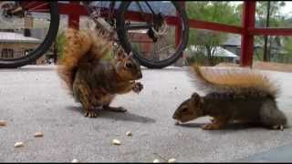 God Will - Lyle Lovett