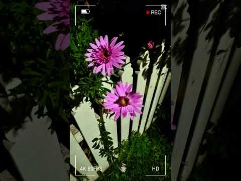 Every petal feels like a heartbeat from those walks, a soft reminder of time gently passing…