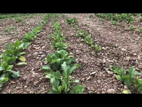 Picking Fresh fruits at the Farm - Khadija and Mom UK