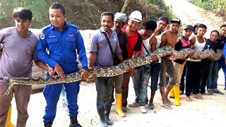 GIANT SNAKE CAUGHT IN MALAYSIA