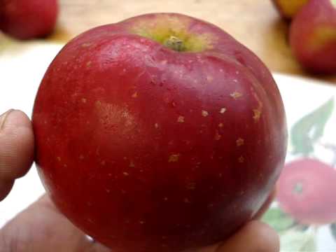 Apple variety Worcester pearmain