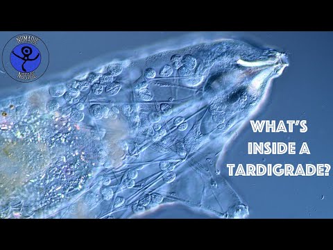 Was befindet sich im Inneren eines Bärtierchens? Anatomie des Wasserbären