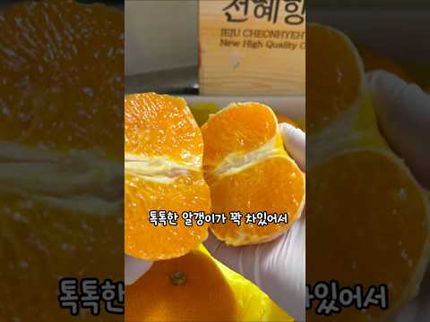 제주 하우스 카라향 가정용