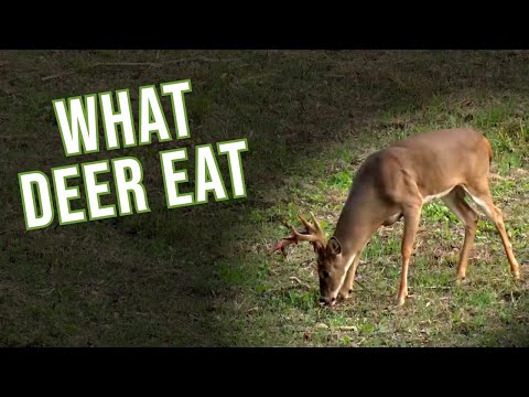 What Do Deer Eat? | Deer Hunting 101| Wade Middleton
