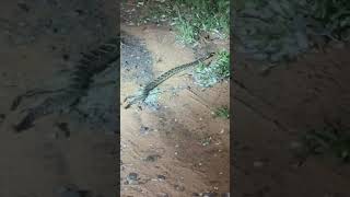 Brazilian snake 07/11/25