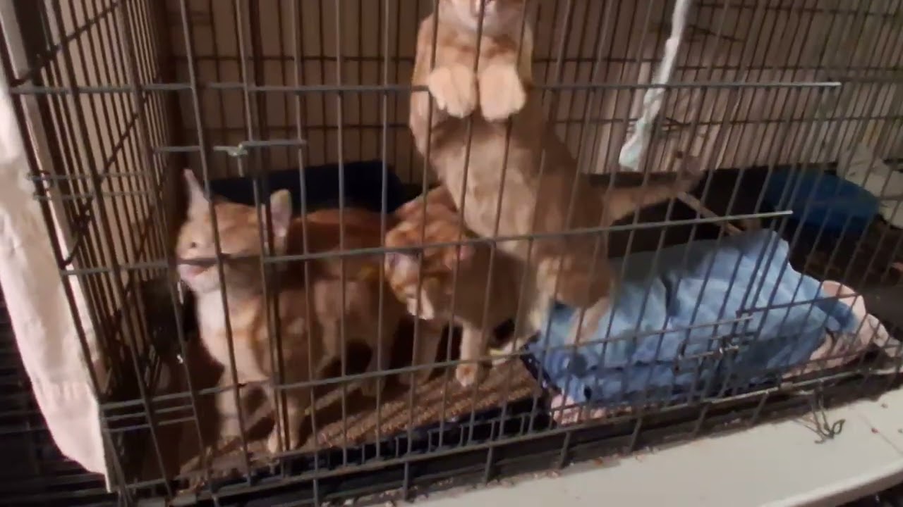 Enlarge Nacho, a ADOPTABLE Domestic Short Hair in Garrett Park, MD video 5/5