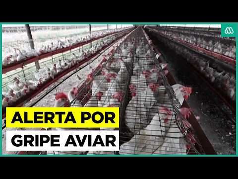 Confirman nuevos casos de gripe aviar: Tres focos en el sur del país