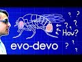 Evo-Devo (Despacito Biology Parody) | A Capella Science Evo-Devo (Despacito Biology Parody) | A Capella Science