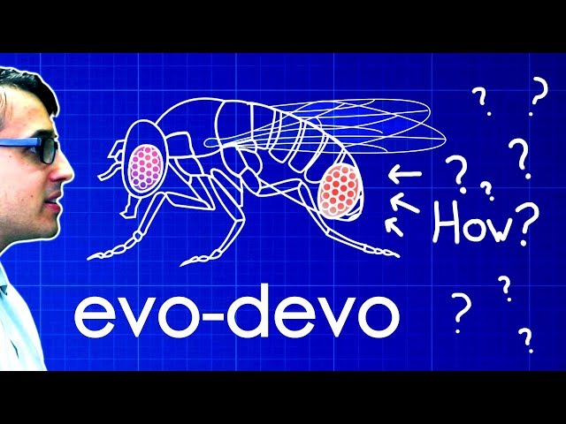 英語のDevoのビデオ発音