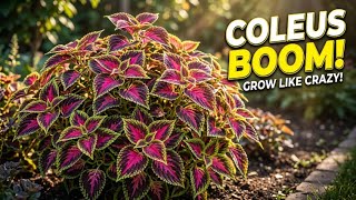 Coleus Plants Need This to Explode With Color