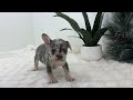 French Bulldog dogs for sale: Florence - Video 1