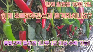1나무에 1근 이상 수확하는 고추 농사!! 품종선택이 핵심입니다!! 고추 농사 잘 짓는 법!