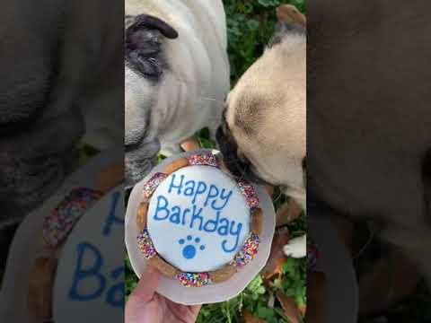 Giving Doug The Pug the best Birthday ever 🎂🎉 #Shorts