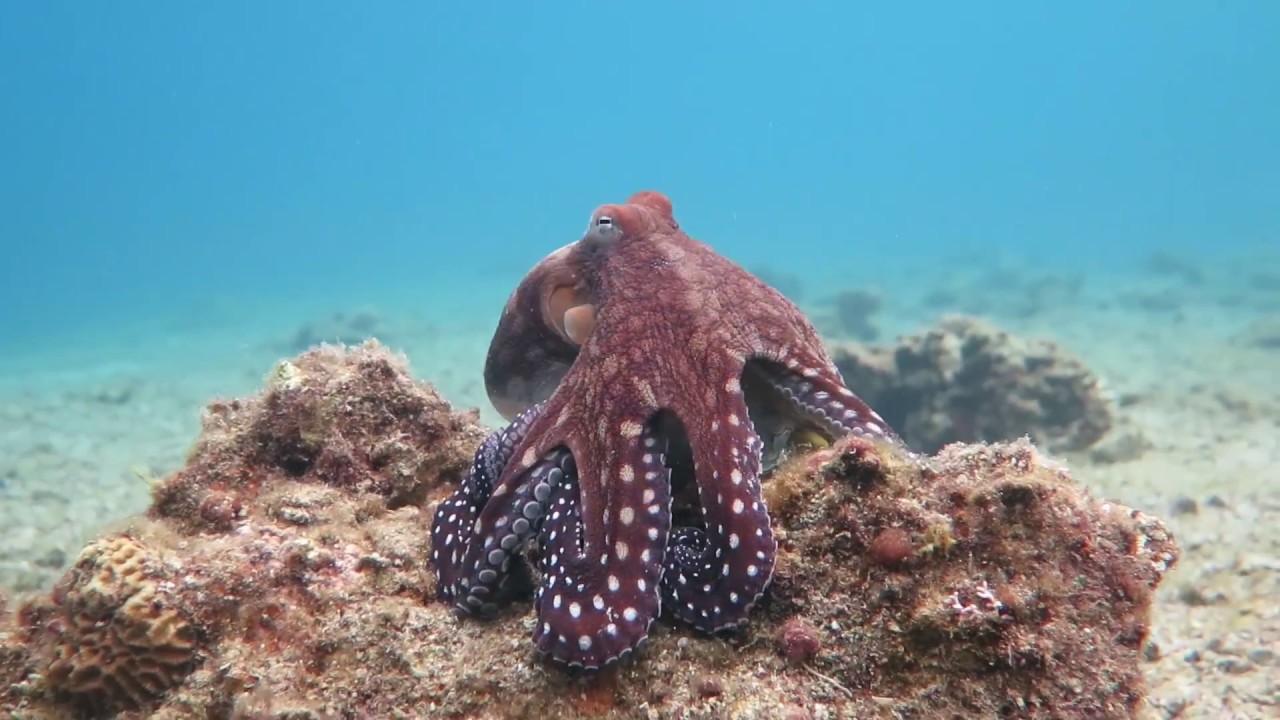 Octopus changes color and texture - Eilat - YouTube