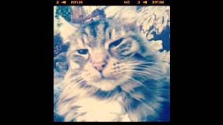 Sea of Delusions - Heater Moves and Eyes (melvins cover)