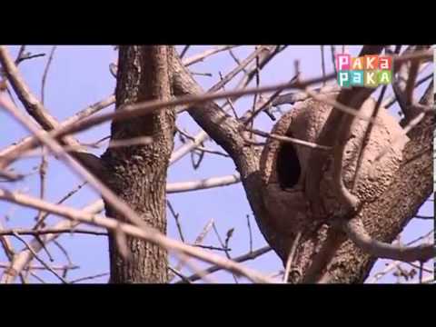 Día del animal: Hornero - Canal Pakapaka