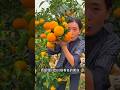 Natural Landscape Yellow Orange Fruit And Cutting So Fresh With Rural Farming Life Reels 2024
