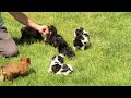 Yorkiepoo dogs for sale: Remy - Video 1