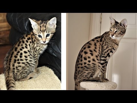 From Kitten to Big Savannah cat