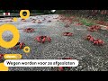 Miljoenen krabben overspoelen Kersteiland