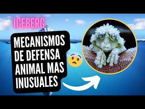 , title : 'El iceberg de los MECANISMOS DE DEFENSA ANIMAL más extraordinarios'