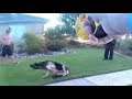 Bodycam Shows Utah Cop Use Taser on Attacking Dog
