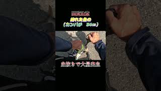 【閲覧注意】魚（カンパチ　34センチ）の血抜きで大量出血！#shorts #釣り #ショアジギング