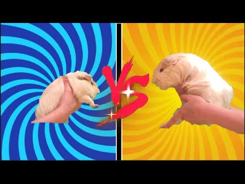 i tested my guinea pigs' intelligence