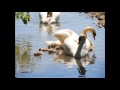 The Swans of Abbotsbury - Music by Tim Janis
