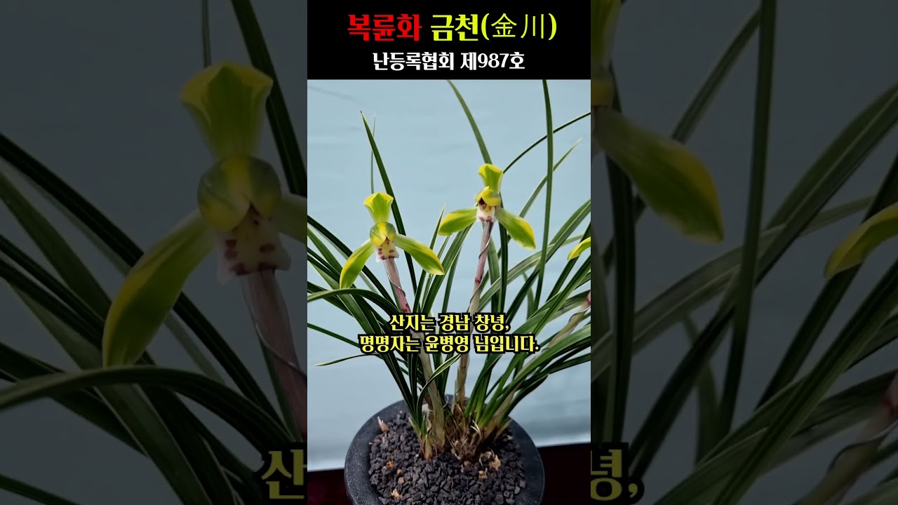 쇼츠 썸네일