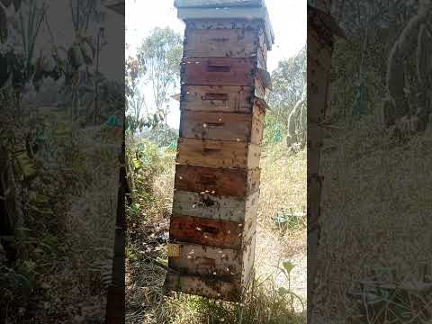 Colmena en alta producción de miel - abejas africanizadas - Angostura Antioquia