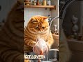Cit Lover Shortvideo Cit Video Shorts