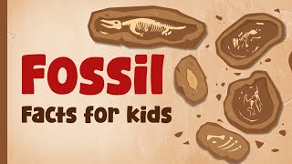 Fossil Facts for Kids | Digging into the Past: The Fascinating World of Fossils!