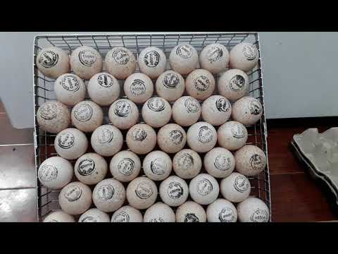 Закладка индюшиных яйц хайбридов в инкубатор NBF  180