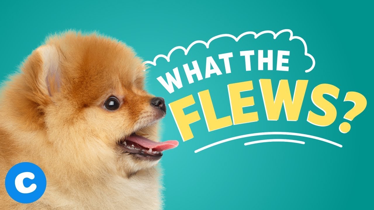 Dog Cancer Diet What to Feed a Dog With Cancer BeChewy