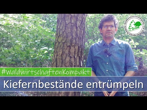 Kiefernbestände entrümpeln - Wieso, wann und was ist das Ziel?